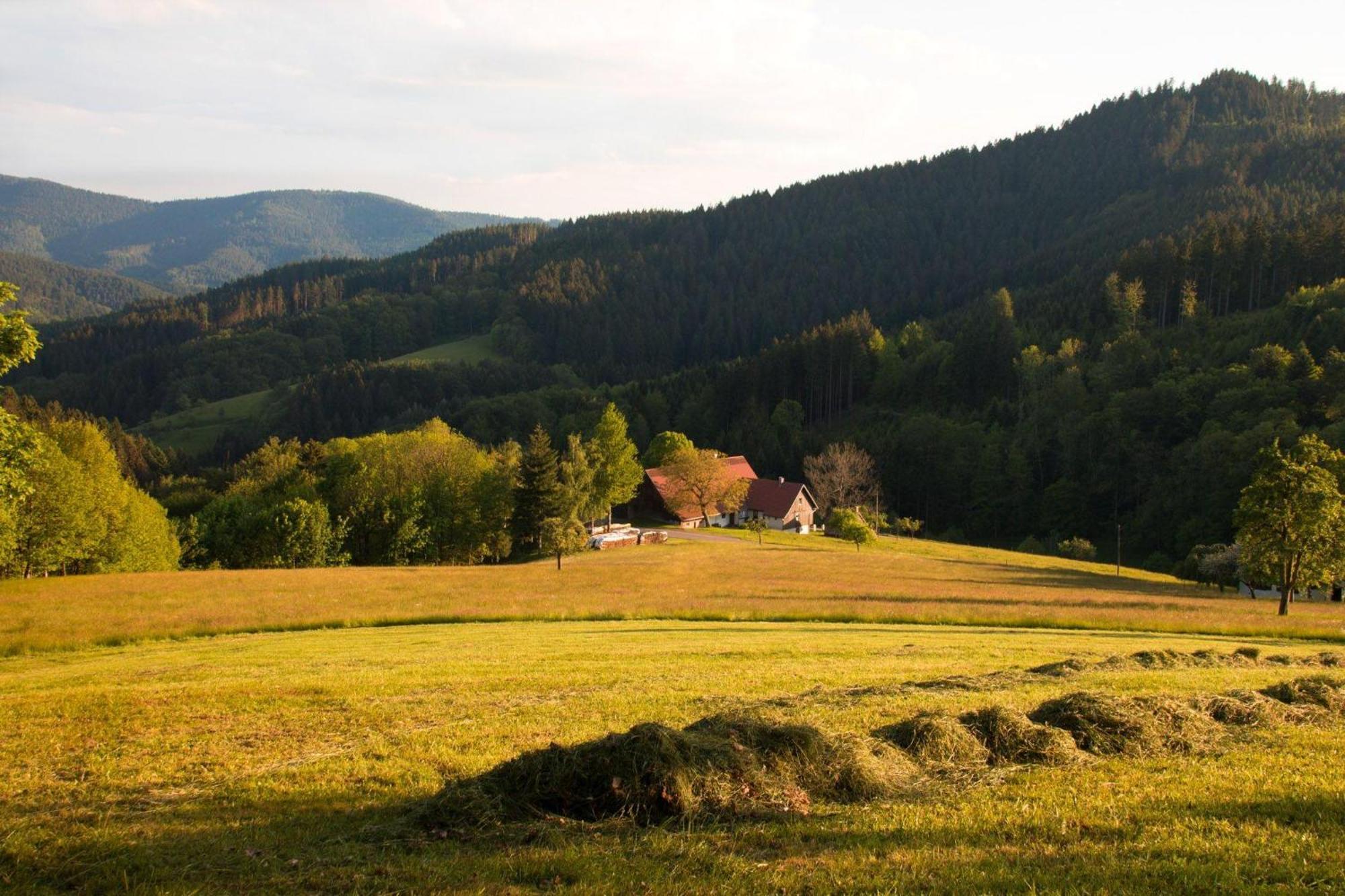 Ferienwohnung Am Kapellenberg - Am Rande Des Nationalparks Schwarzwald Bad Peterstal-Griesbach Extérieur photo